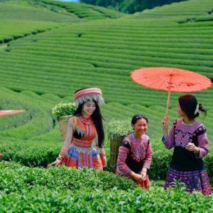Tour Mộc Châu 2 ngày 1 đêm