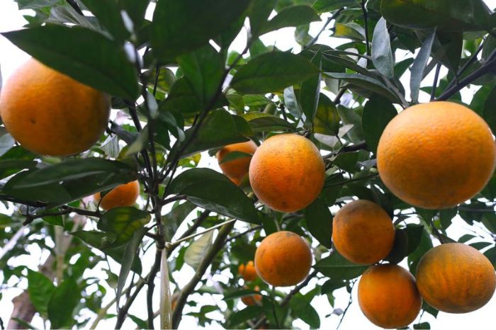 Kinh nghiệm du lịch Hòa Bình mua gì làm quà