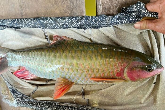 Nông sản Mai Châu có gì