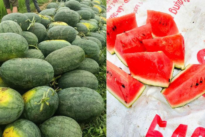 Nông sản Mai Châu có gì