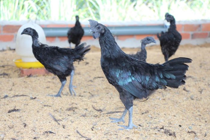 Nông sản Mai Châu có gì