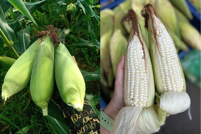 Nông sản Mai Châu có gì
